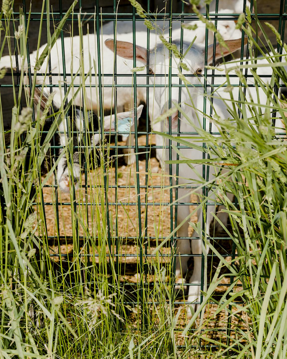 A goat peers through a fence.